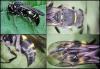 Nysson trimaculatus